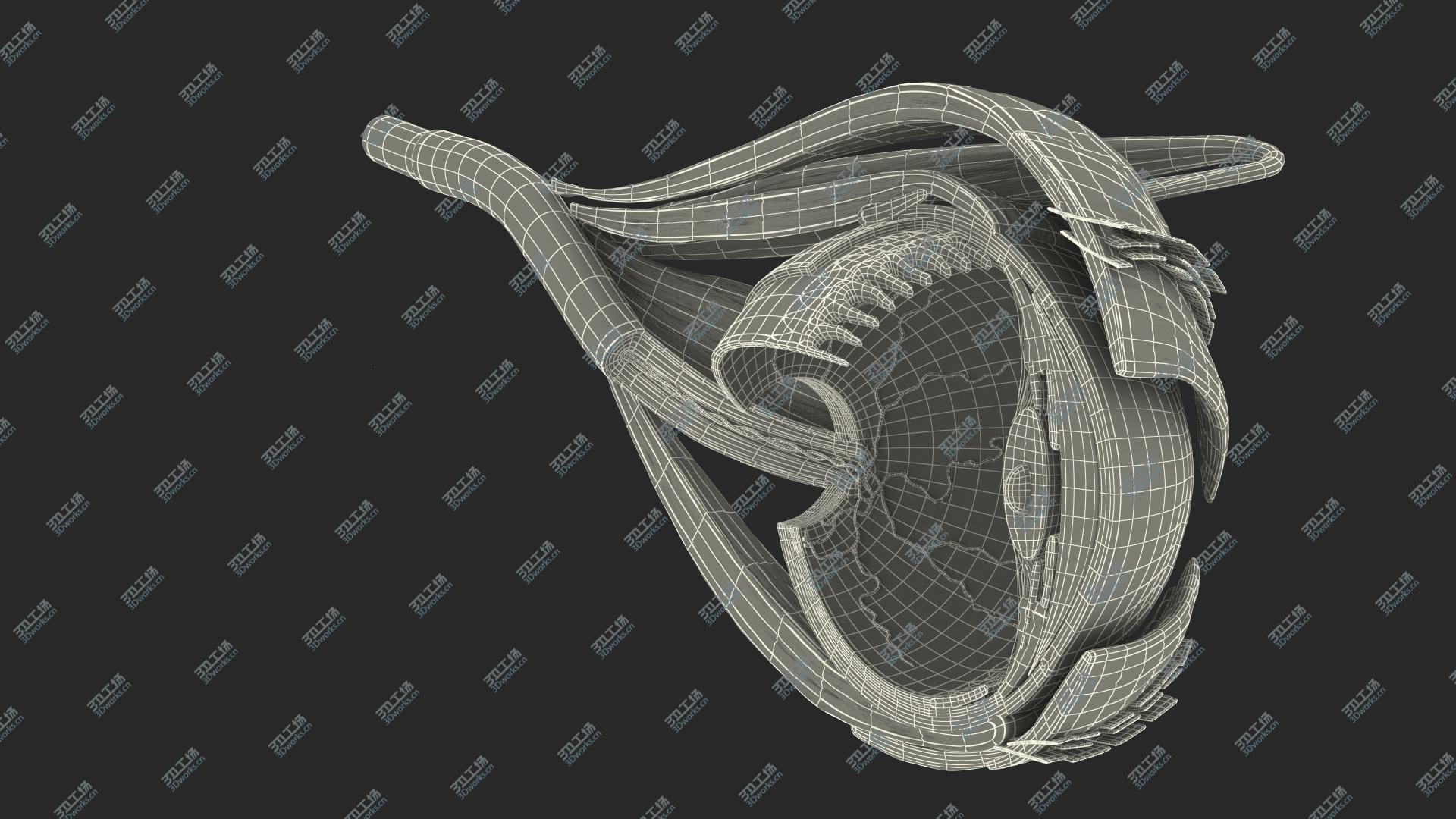 images/goods_img/202104022/Cross-Section of the Human Eye Left Part model/3.jpg